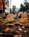 Pigeons walking on grassy lawn in autumn city