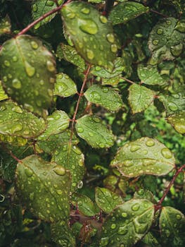Close-up of lush green leaves covered in rain droplets, conveying freshness and tranquility.
