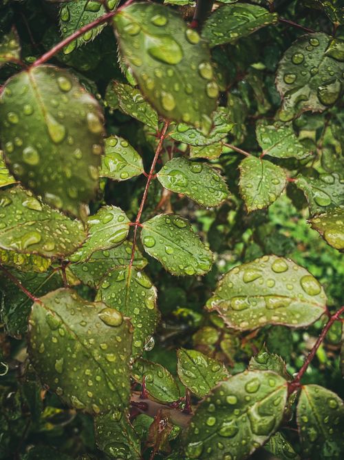 Free Close-up of lush green leaves covered in rain droplets, conveying freshness and tranquility. Stock Photo