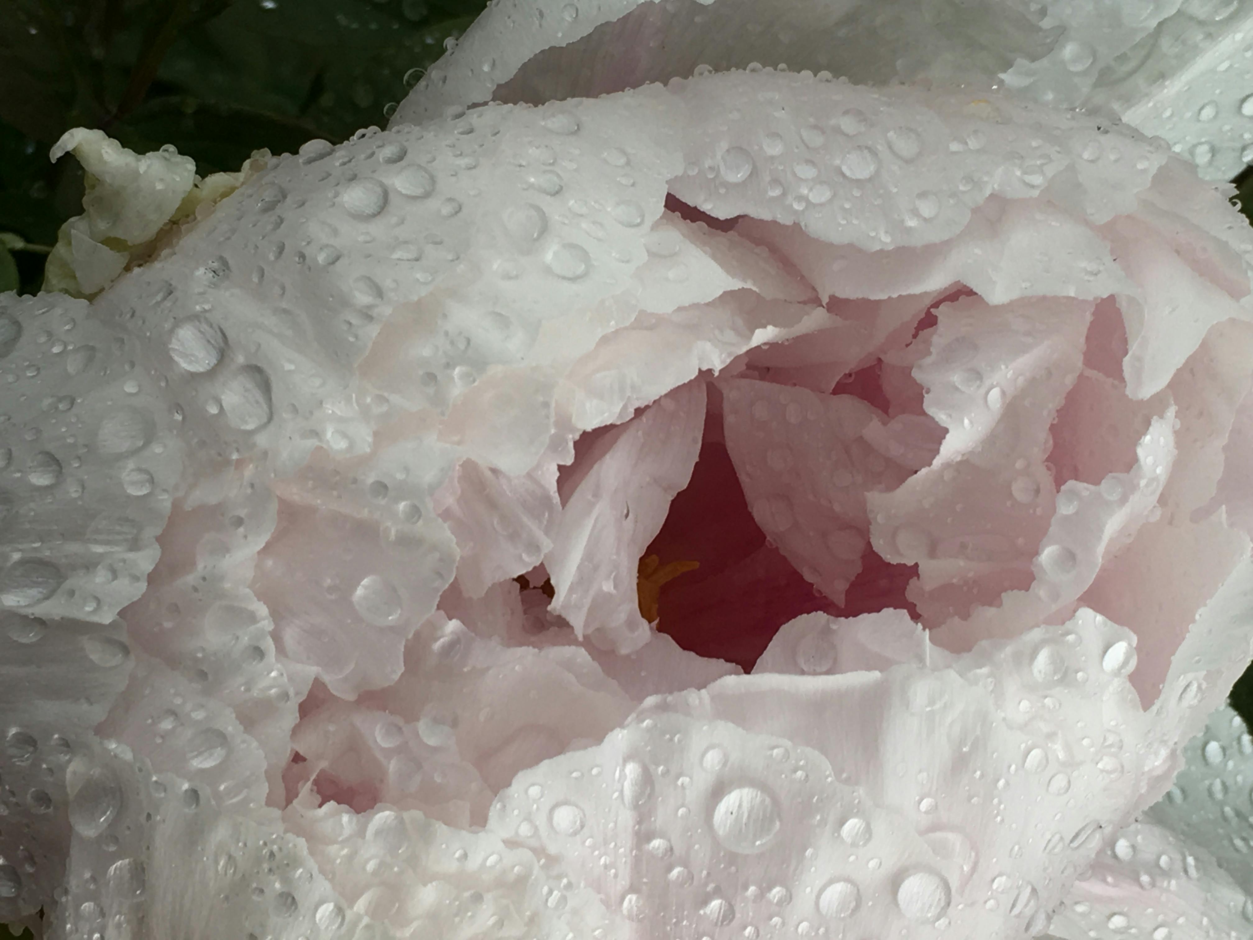 Free stock photo of after the rain, beautiful flowers, bloom