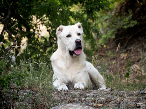 Free A White Short Coated Dog Lying on Ground Stock Photo