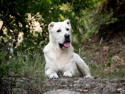 Free A Central Asian Shepherd dog relaxing in a natural setting, exuding calmness and strength. Stock Photo