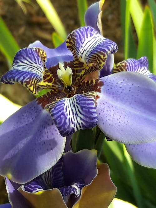 Foto d'estoc gratuïta de flor, iris, morat