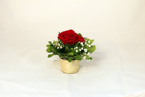 Close-Up Shot of a Red Rose in a Woven Plant Basket on a White Surface