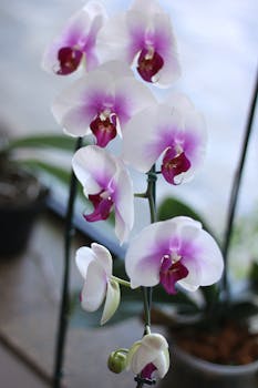 精致的丁香蛾兰花，花瓣柔软，采用垂直角度拍摄