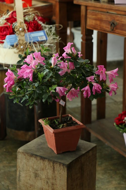 A Potted Flowering Plant with Pink Flowers in Bloom