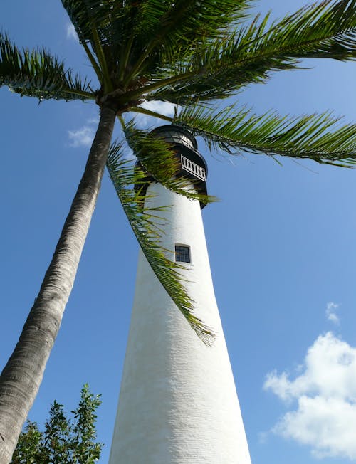 Low-Angle Shot of a Palm Tree beside a Lighthouse