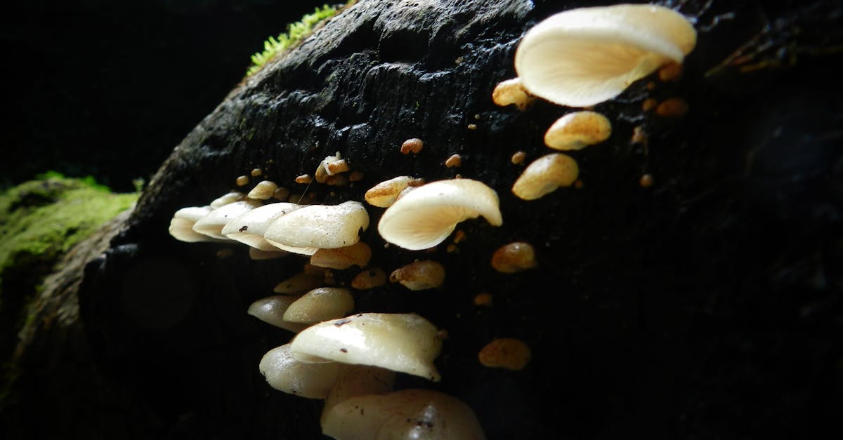 Free stock photo of moss, mushroom, tree