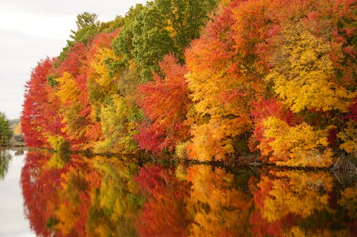 Foto stok gratis air, alam, daun musim gugur