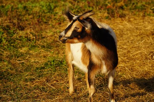 Free A goat stands in a sunlit field, highlighting its natural habitat and domestic nature. Stock Photo