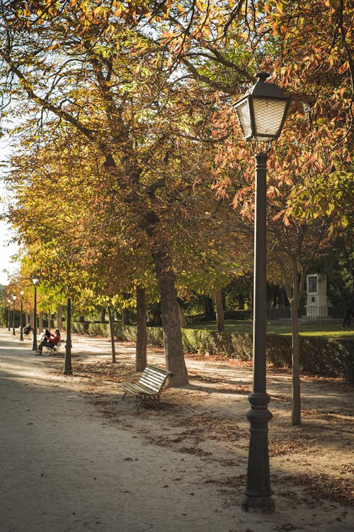 Imagine de stoc gratuită din anotimp, arbori, bănci