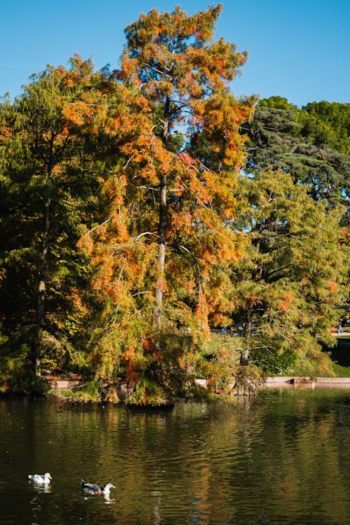 Gratis stockfoto met buiten, h2o, herfst