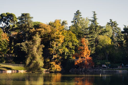 Ilmainen kuvapankkikuva tunnisteilla järvi, luonto, metsä