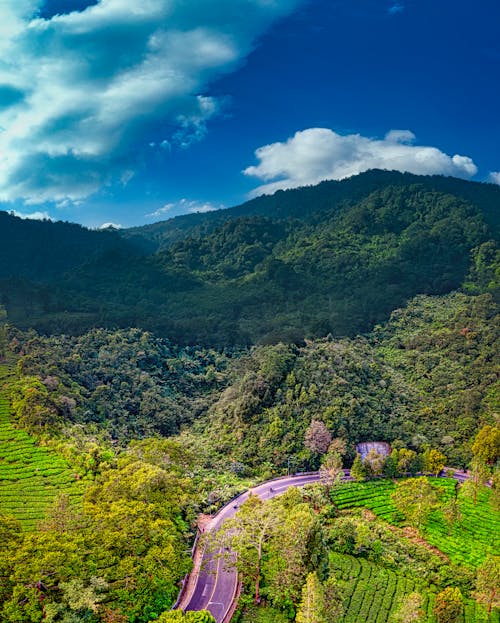 Picturesque view of serpentine road going through green forest with lush green trees growing on slopes near mountains in summer day