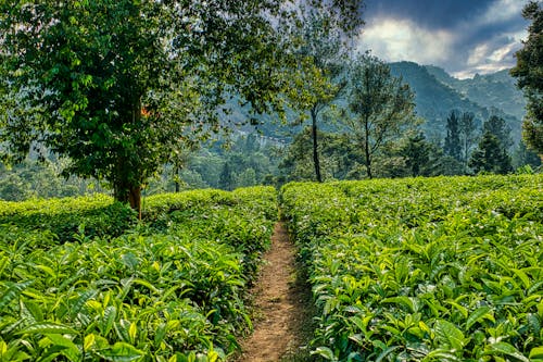 Picturesque scenery of green agricultural fields cultivated on spacious fertile terrain in lush highland on cloudy summer day