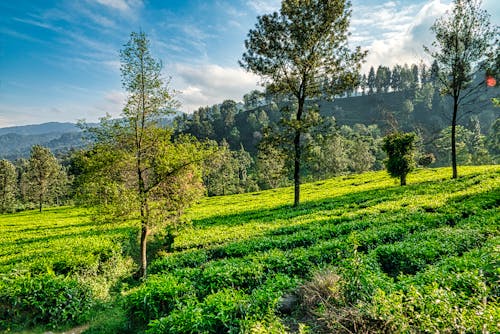 Abundant plantation and green trees growing in vast hilly terrain