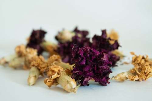 Free stock photo of carnation, dried flowers, flowers