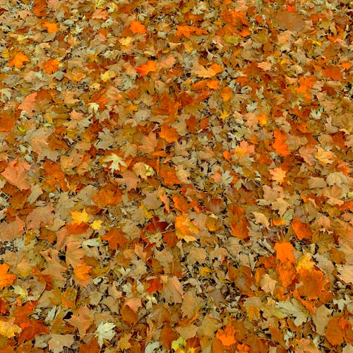 乾いた葉, 楓の葉, 紅葉の無料の写真素材