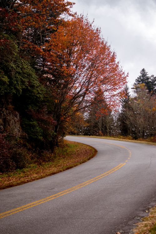 Free Curving road surrounded by colorful autumn trees against a cloudy sky. Stock Photo