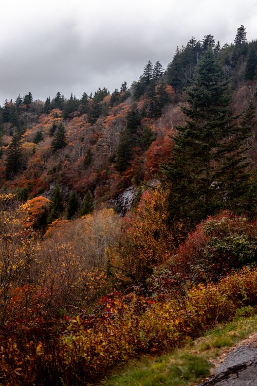 Free stock photo of 2020, autumn, autumn atmosphere Stock Photo