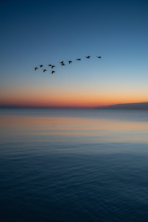 Scenic View of Birds Flying over a Placid Sea during Sunset