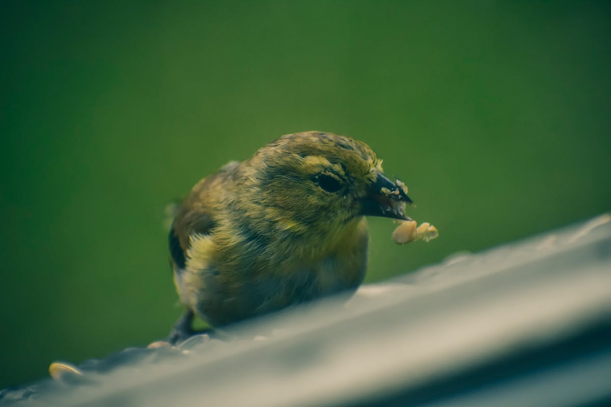 Closeup of adorable Eurasian siskin eating grains against green background on forest in daytime