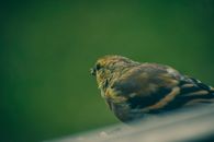 Adorable siskin bird resting in green garden