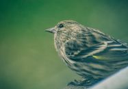 Side view of adorable calm pine siskin sitting on tree branch in green garden