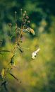 Adorable American goldfinches sitting on thin stems of plant growing on green meadow on sunny day