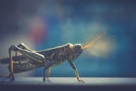 Side view closeup of American grasshopper crawling on white surface against blurred background
