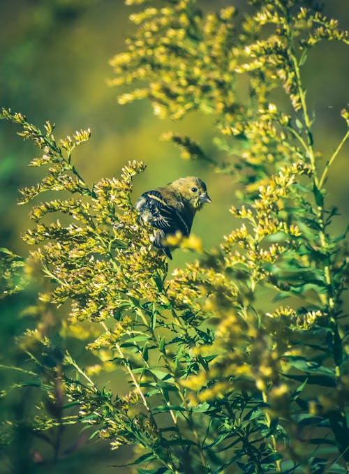 Adorable Spinus tristis bird sitting on blooming Solidago canadensis plant in sunlight