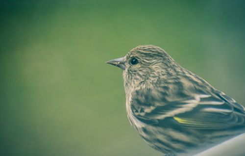 Free Side view of graceful pine siskin bird sitting on tree twig against blurred green background Stock Photo