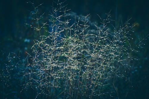 Tiny cloud grass ornamental plant with light delicate heads growing in field in evening