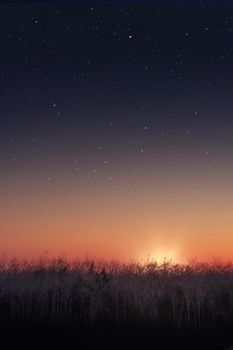 在威斯康星州马尼托瓦克日出时分，星空映衬着树木的剪影
