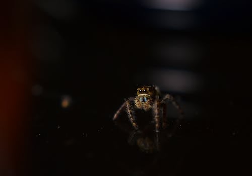 Tiny predatory dangerous wild spider with glimmering eyes and fluffy legs crawling on black surface