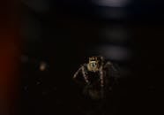 Tiny predatory dangerous wild spider with glimmering eyes and fluffy legs crawling on black surface