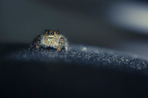 Крошечный паук с блестящими глазами на черной поверхности
