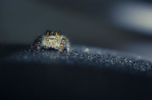 Gratis lagerfoto af Ben, biologi, blød