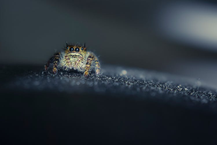 Tiny Spider With Shiny Eyes On Black Surface