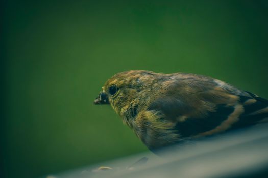 Small bird with brown fluffy plumage