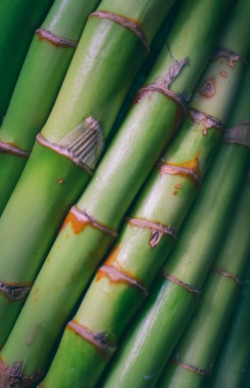 Closeup of green exotic bamboo thick sticks in nature of tropical forest in summer