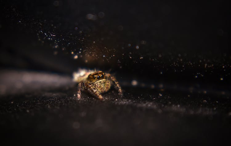 Small Jumping Spider Standing On Black Surface