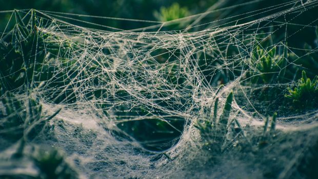 Spider web with small drops of water hanging on green plants in sunlight