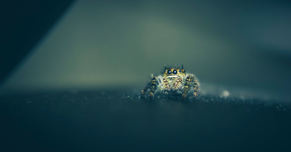 How do you get rid of black widow spiders naturally