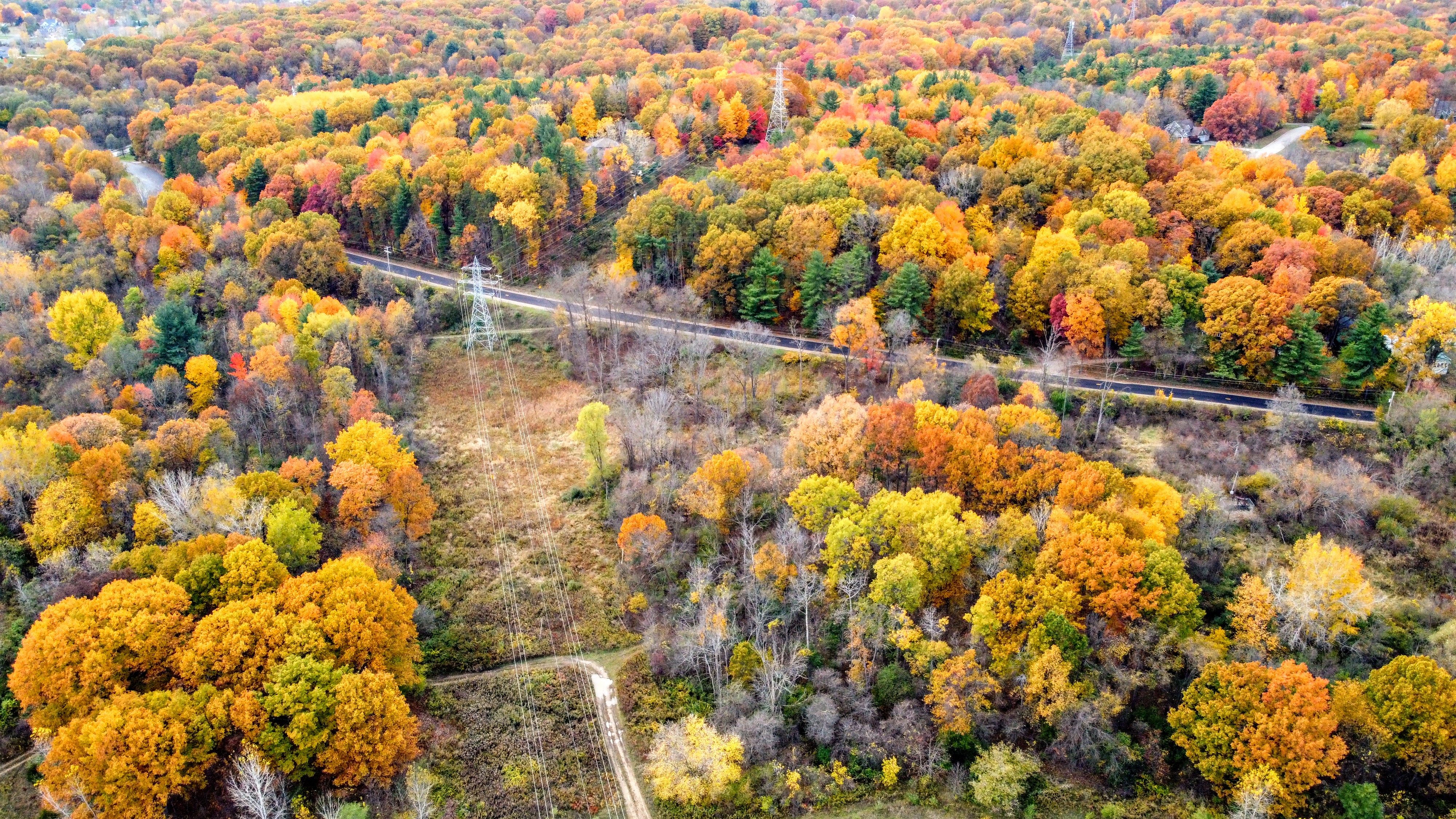 Vibrant Eastern hardwood forest with diverse species - domestic hardwood species