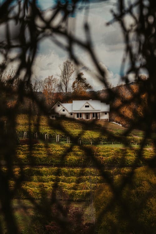 White rural house surrounded by green fields