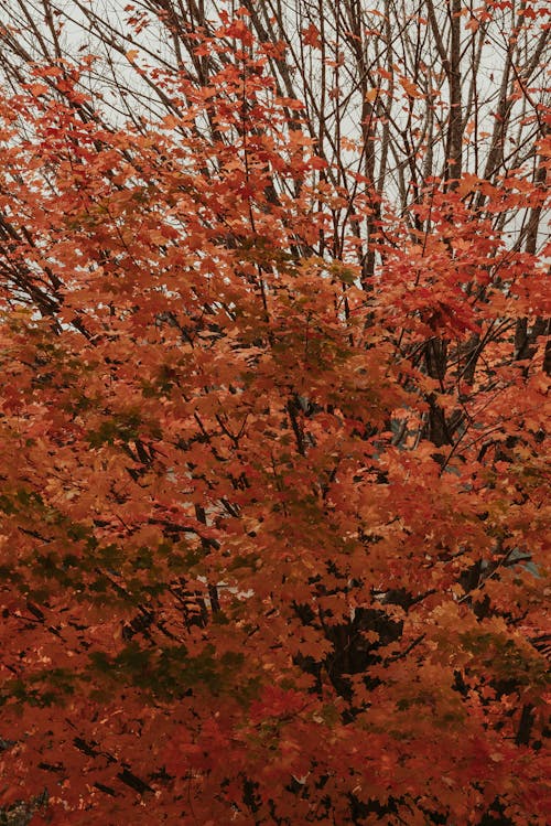 Lush bright red maple tree growing in park against cloudy gray sky in autumn