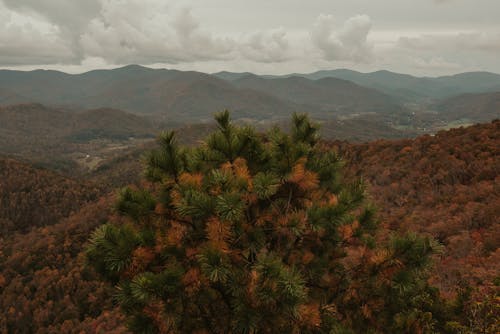 Breathtaking scenery of green spruce growing on slope of mountain range covered with lush autumn forest against cloudy sky