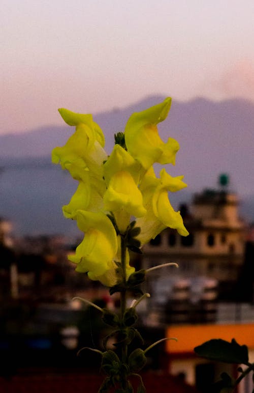 Foto d'estoc gratuïta de flor bonica, flor groga, flors floreixen