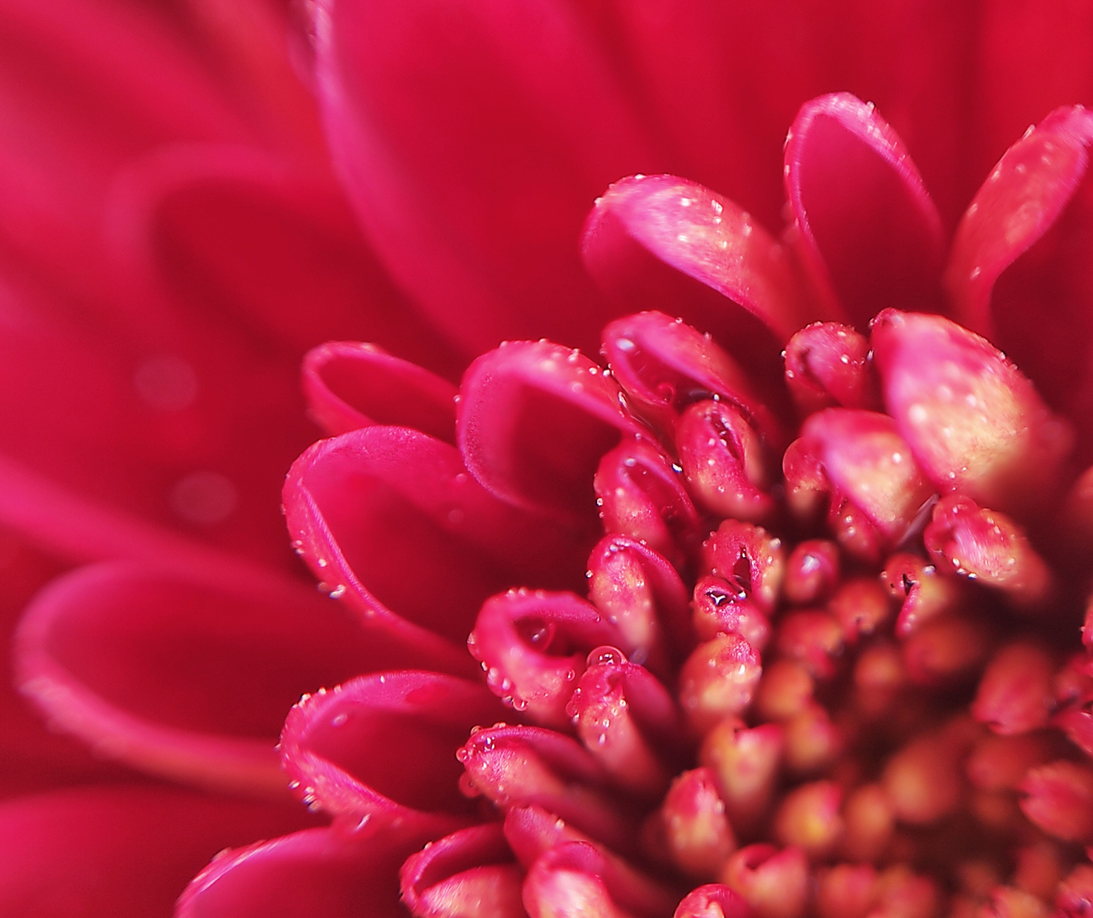 Close Up of Flower Center · Free Stock Photo
